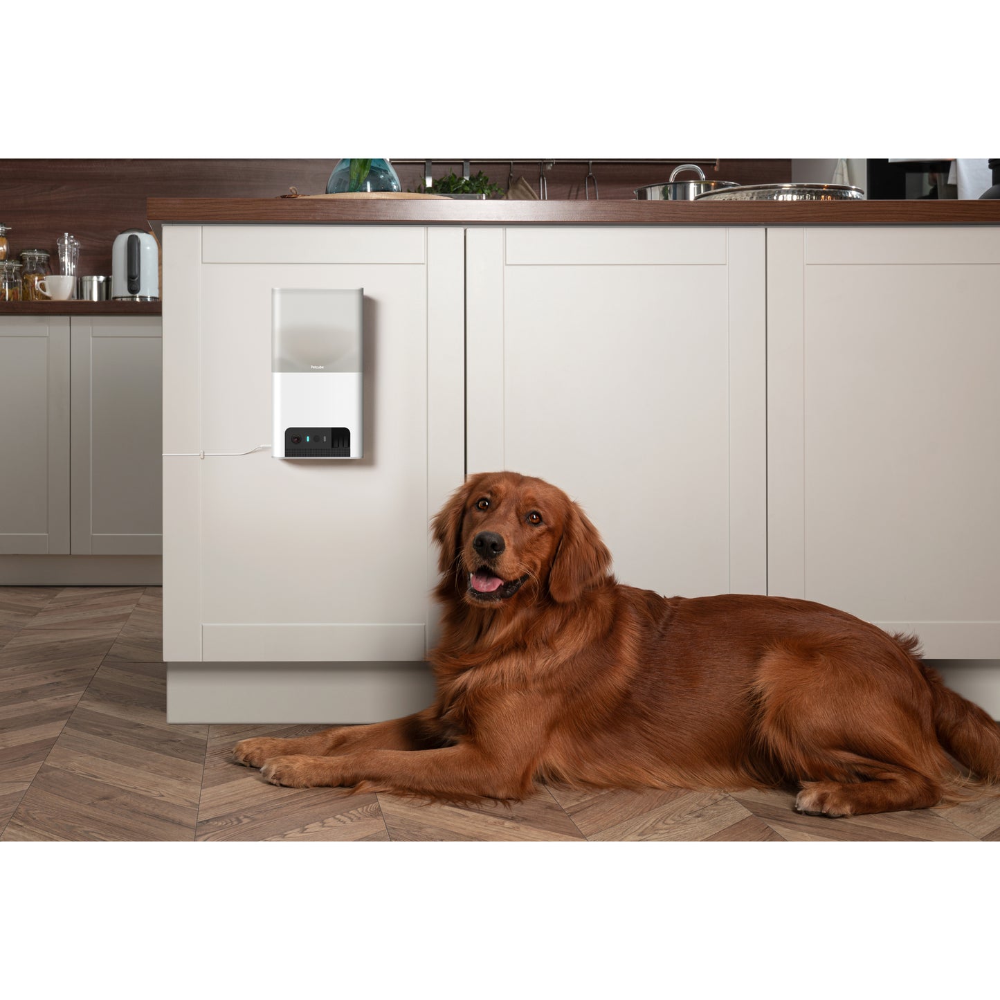 Petcube Bites 2 Lite Interactive Wi-Fi Pet Monitoring Camera with Phone App and Treat Dispenser