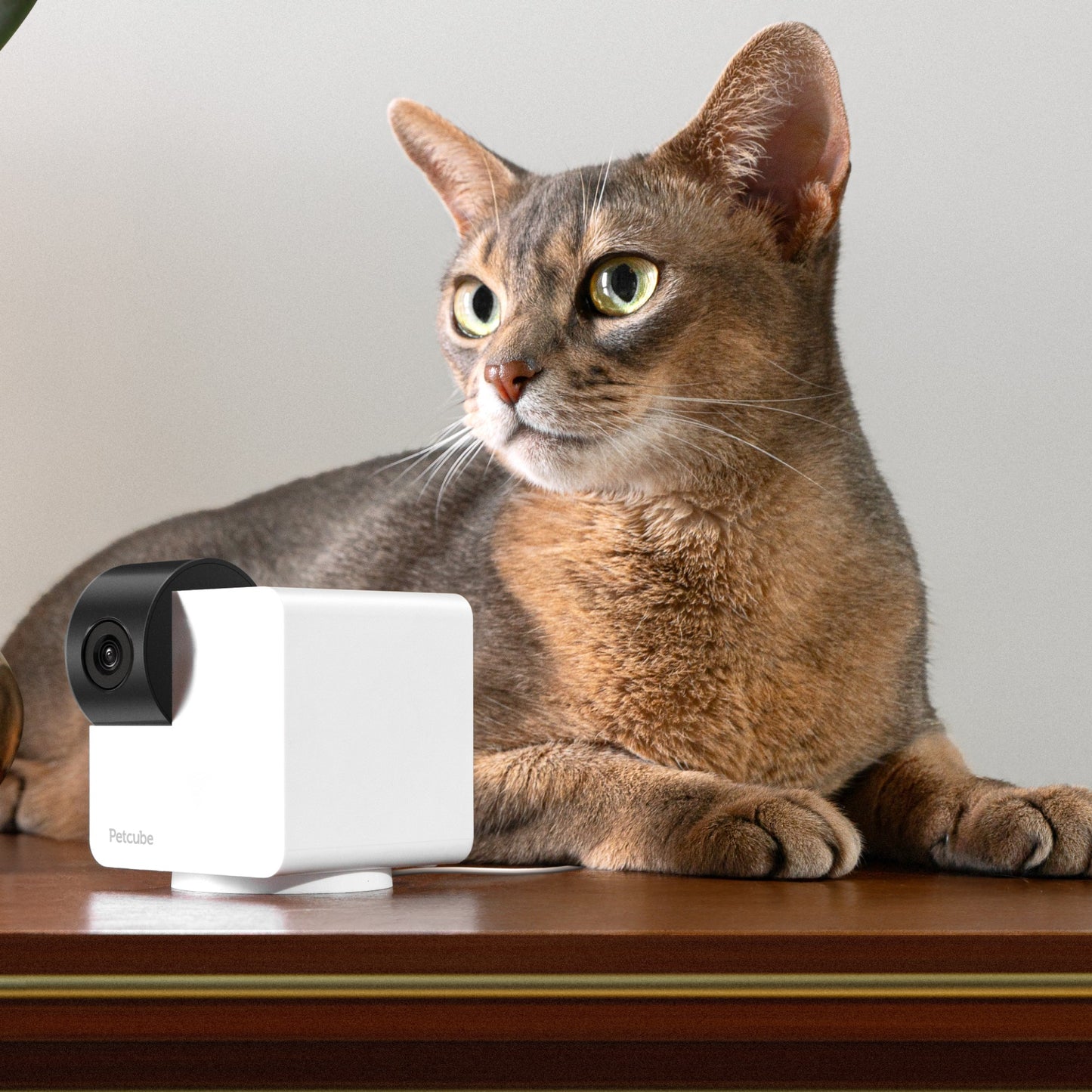 Petcube Cam 360 Camera Ultimate Interactive Wi-Fi Pet and Home Security Pan-Tilt Camera with Phone App